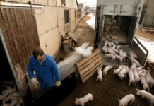 Hvem skal betale, når svinepesten kommer til Danmark? – Det skal du