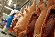 Historisk lave priser på svin giver bankerne trecifrede milliontab