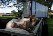 Holland vil udfase næsten hvert tredje dyr i landbruget