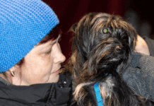 Dyrlæger i hele landet hjælper krigens dyr