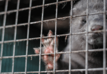 30.000 underskrifter: Indfør permanent forbud mod minkavl