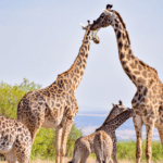 natur giraffer