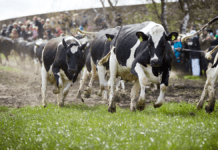 Økologer: Køer på græs kan være fortid