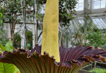 Nu blomstrer ligblomsten – og stanken breder sig