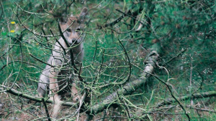 natur ulveunge i klelund 220712