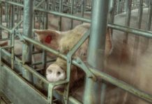 Kun hver fjerde er imod en klimaafgift på landbruget