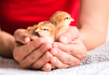 Vegetarisk Forening er en af verdens mest effektive til at hjælpe dyr