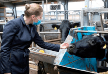 Nu kommer SMV-regeringens grønne løftebrud. Bare vent og se