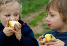 Giftrester i 84 pct. af ikke-økologisk frugt