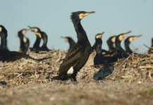 Ornitologer efterlyser fokuseret regulering af skarv