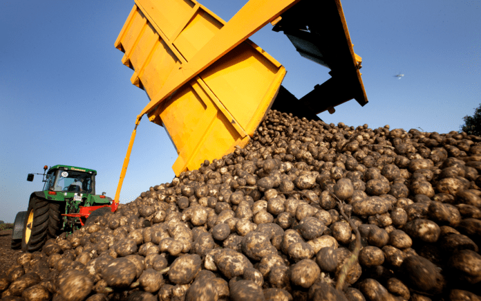 agro kartofler