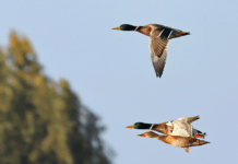 Alarmerende højt indhold af PFAS i ænder fra Harboøre Tange
