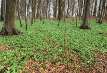 Ramsløgens giftige fætter kan være livsfarlig