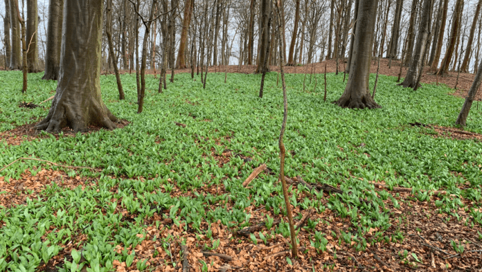 natur ramsløg i skovbunden