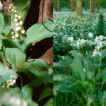 natur ramsløg og liljekonval