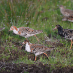 Brushaner på græs Jan Skriver DOF