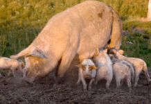 Paradigmeskift på vej i EU for dyrenes velfærd