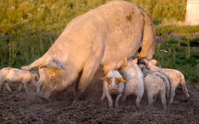 agro so med grise på friland