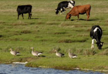 Giftigt PFAS i kvæg og græs stopper afgræsning af store naturarealer