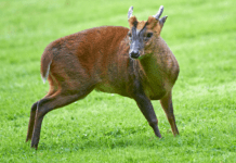 Invasiv muntjakhjort huserer på Sydfyn