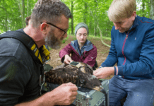 Havørnen Gunhild med GPS-sender yngler i en skov ved Holbæk