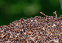 Myrer gør en kæmpe indsats for biodiversitet