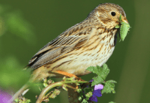 Intensivt landbrug er hovedårsag til fuglenes voldsomme tilbagegang
