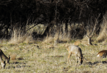 Landbrugets pesticider og gylle skader biodiversiteten