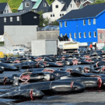 natur Grindedrab Foto Birgir Høgnesen