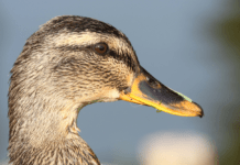 Udsætning af gråænder til jagt udfases over de næste fem år