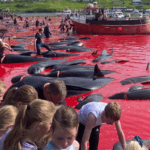 natur grindedrab Leynar 14 juni2023