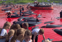 Fordømmelse af blodig massakre på hundredvis af hvaler på Færøerne