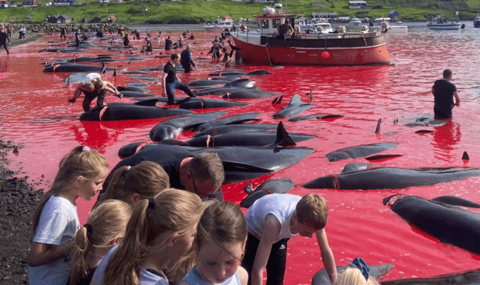 natur grindedrab Leynar 14 juni2023