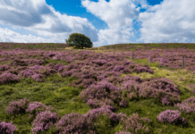 Landbrugets forurening kan gøre jyske heder til fortid om 20 år