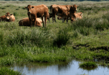 Vi belønner klimaskadelig dyrkning af dårlig jord med 300 millioner i støtte