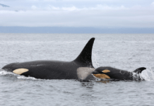 Spækhuggere fyldt med menneskeskabte giftstoffer