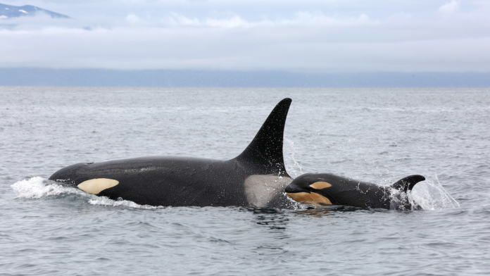 natur spækhugger i det nordlige Stillehav