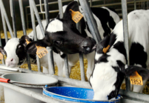 Mange kalve får ikke tilgodeset deres fysiologiske og sociale behov