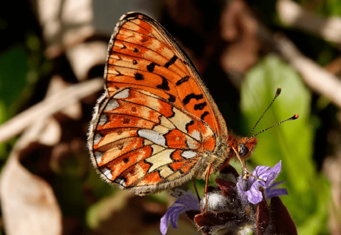 natur Rødlig perlemorsommerfugl Boloria euphrosyne