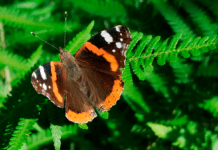 Regeringen vil fjerne tilskuddet til Biodiversitetsrådet efter 2024