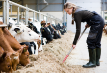 Trods iltsvind søger Danmark om ekstra gødning til landbruget