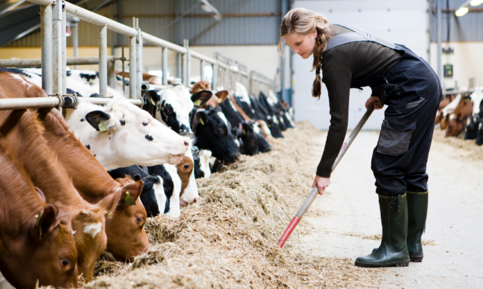agro stald køer foder 1040245