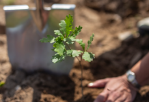 Klimaskovfond vil plante et træ pr. dansker