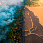 natur regnskov afbrænding soja Brasilien