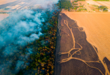 Danish Crown samarbejder med berygtet kød-gigant i Brasilien