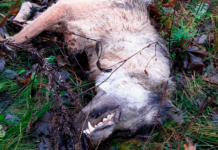 Formodet ulv trafikdræbt ved Rold Skov