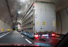 Højdekrav kan sikre luft til millioner af smågrise på vejene – men først om ti år