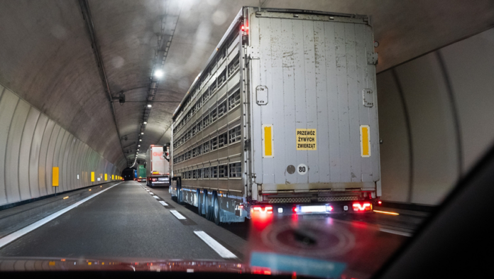 agro svinetransport