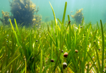 Ålegræs skal forbedre havmiljøet