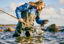 Stenrev får Randers Fjord til at sprudle af nyt liv